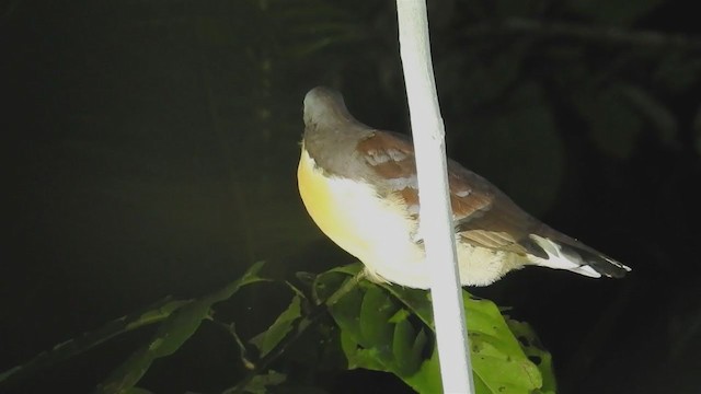 Cinnamon Ground Dove - ML220061841