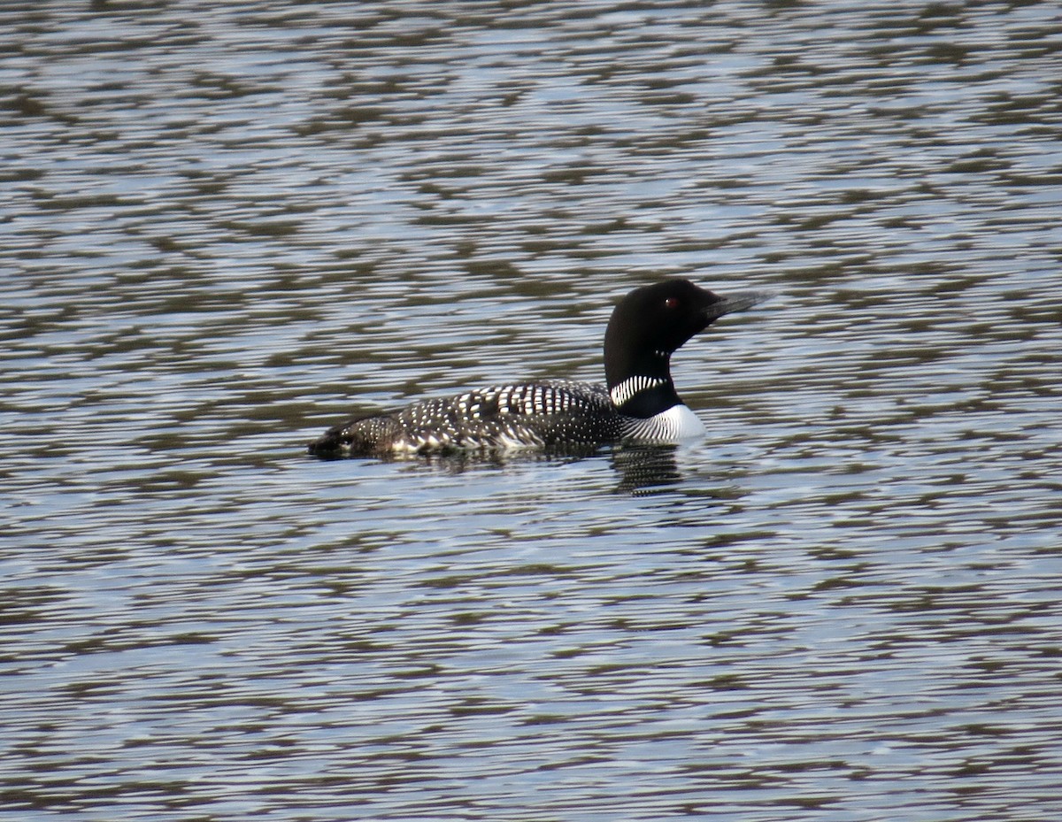 Common Loon - John Meredig