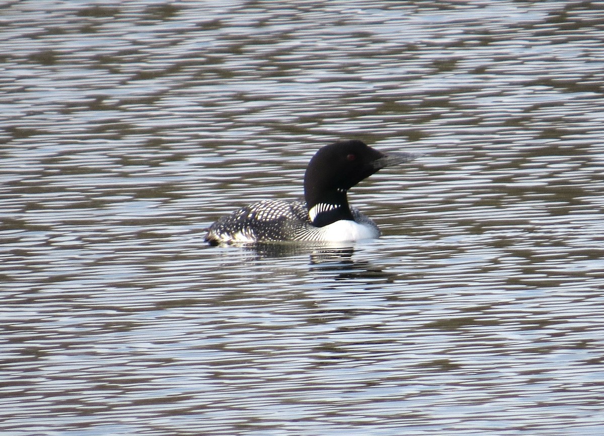 Common Loon - John Meredig