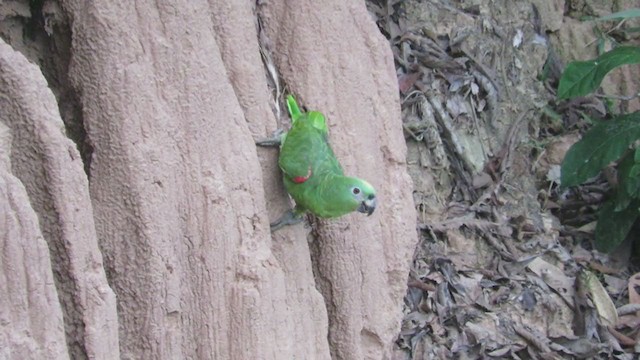 Yellow-crowned Parrot - ML220062811