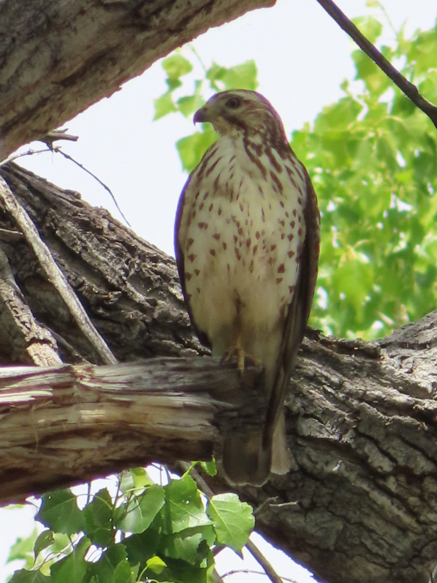 Broad-winged Hawk - ML220063031