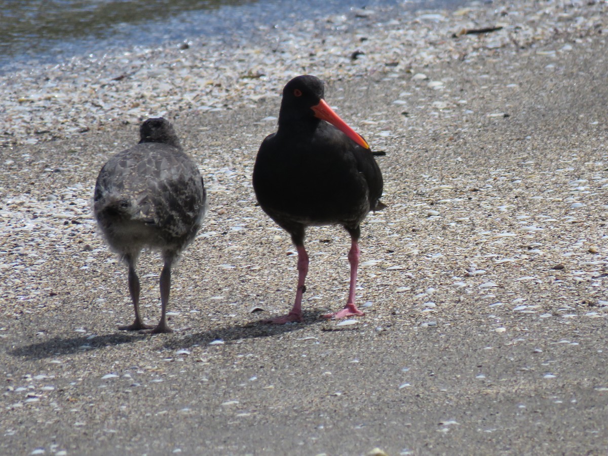 Neuseeland-Austernfischer - ML220063091