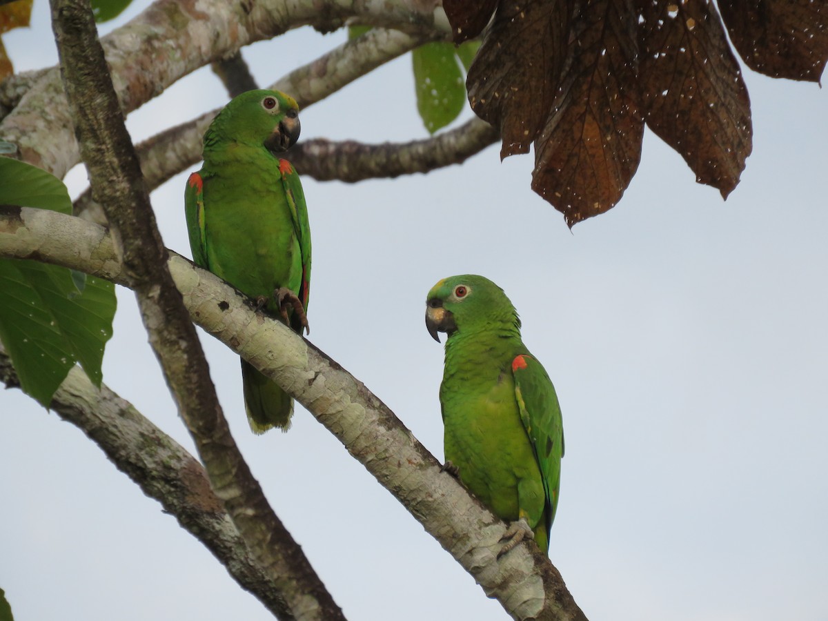 Yellow-crowned Parrot - Fernando Angulo - CORBIDI