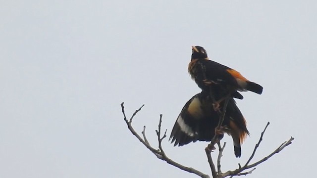 Golden Myna - ML220063151