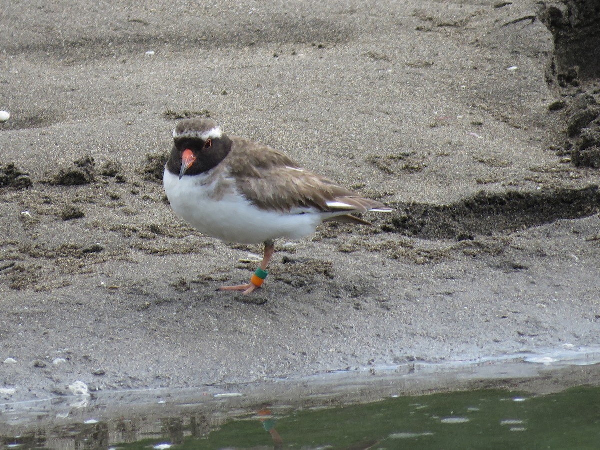 Shore Plover - ML220063291