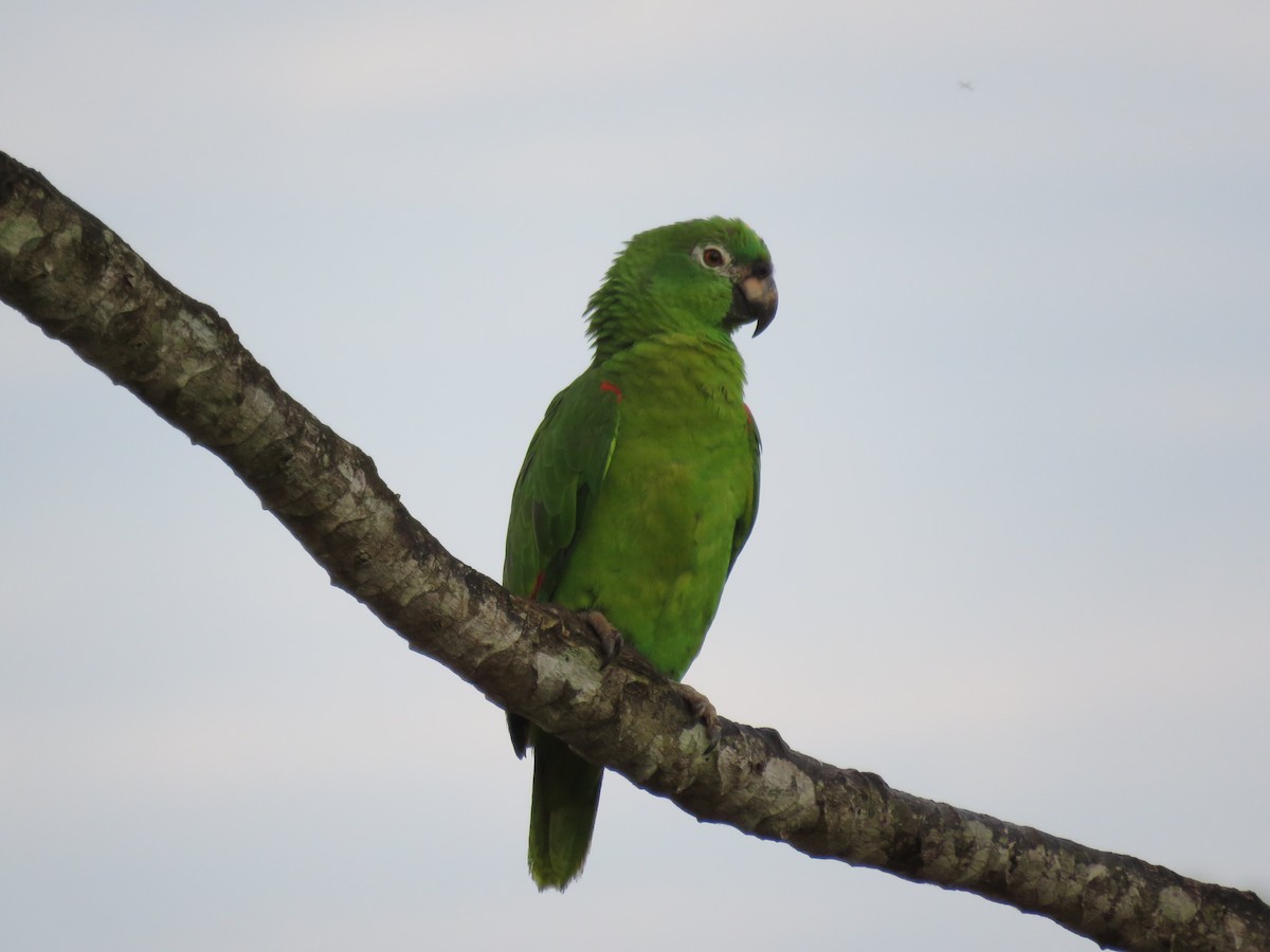 Yellow-crowned Parrot - ML220063691