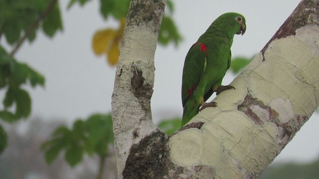 キビタイボウシインコ - ML220064061