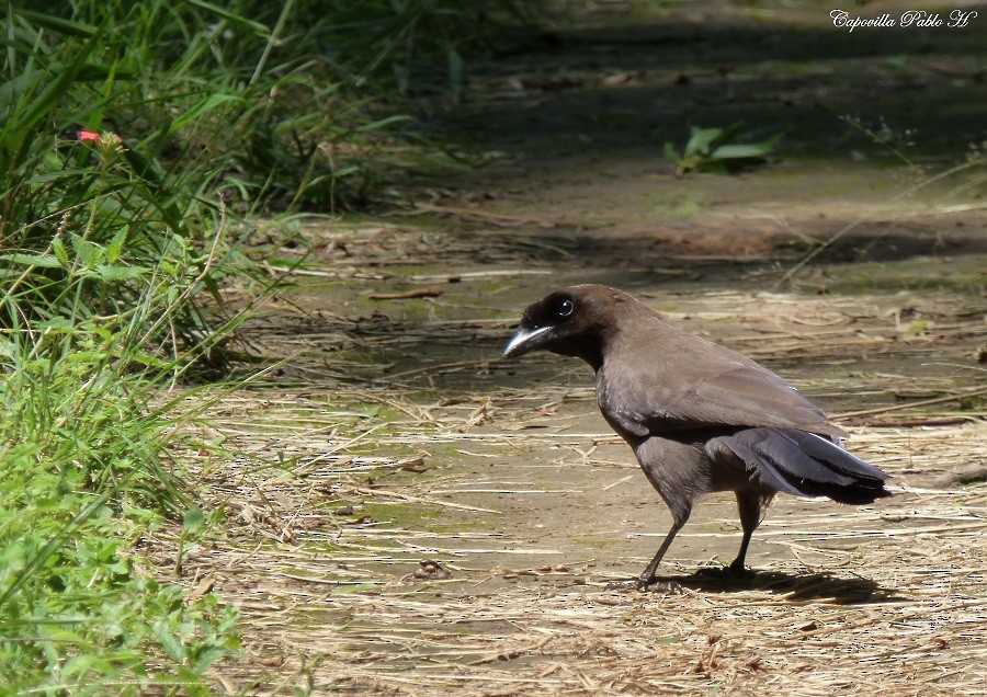 Purplish Jay - ML220064831