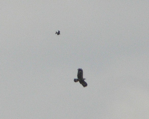 African Harrier-Hawk - ML220065821