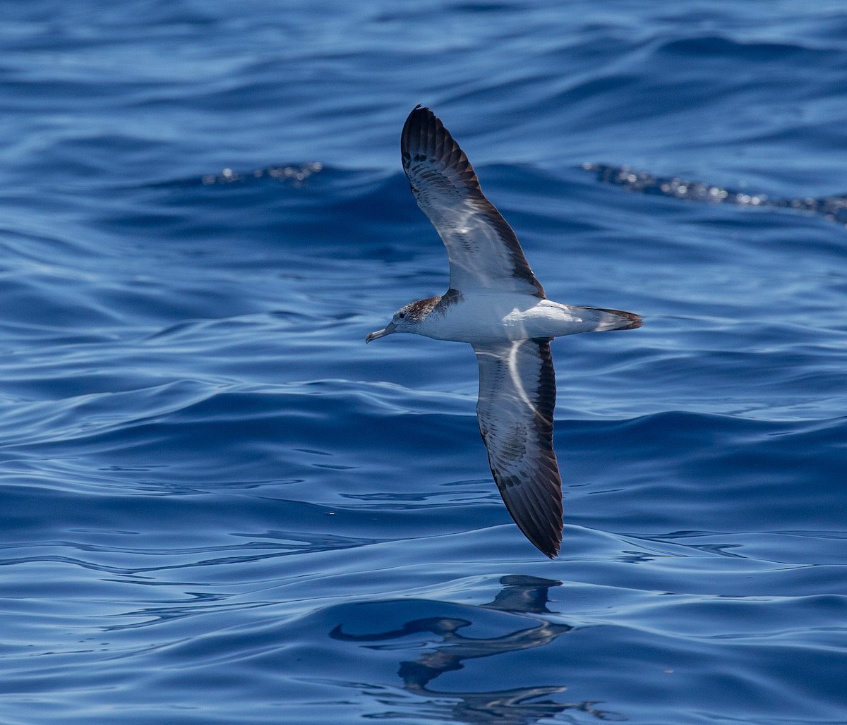 Puffin leucomèle - ML220065871