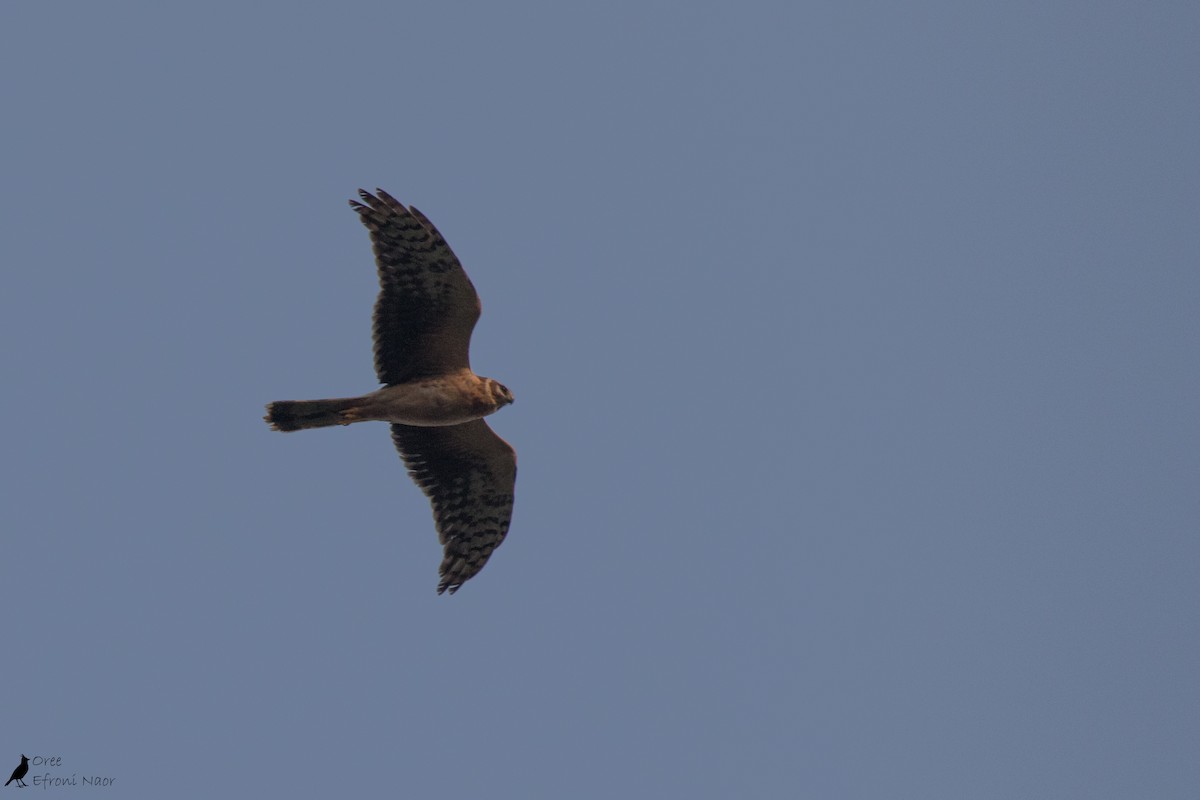 Хээрийн хулд - ML220067791