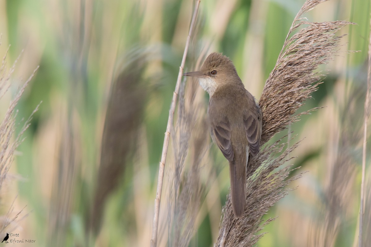 Өмнөдийн охил бялзуухай - ML220067851