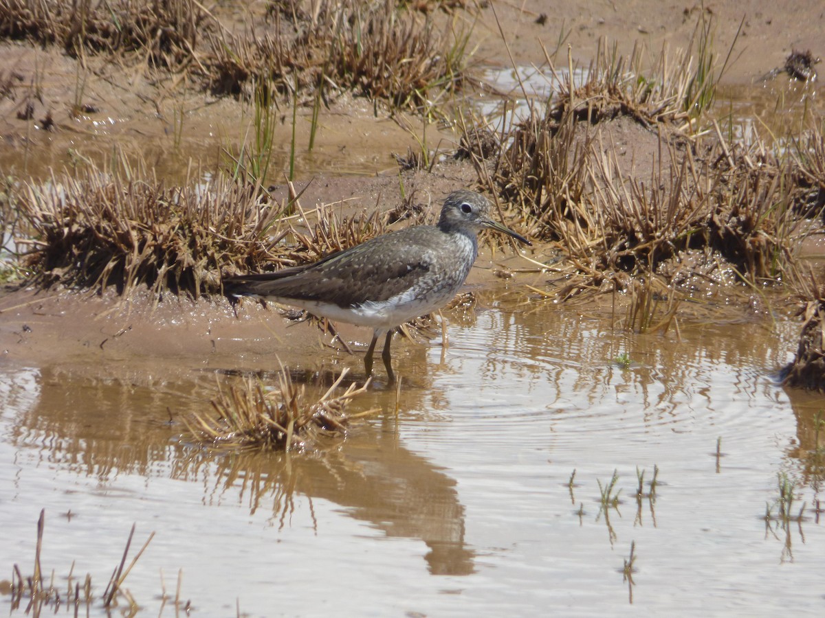 Solitary Sandpiper - Tom Feild