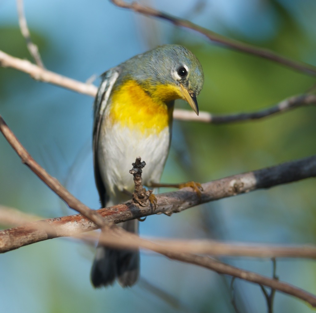 Northern Parula - Michael Bolte