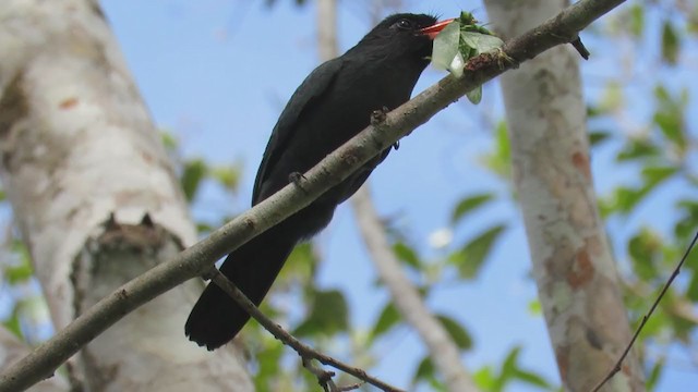 Schwarzstirn-Faulvogel - ML220070801