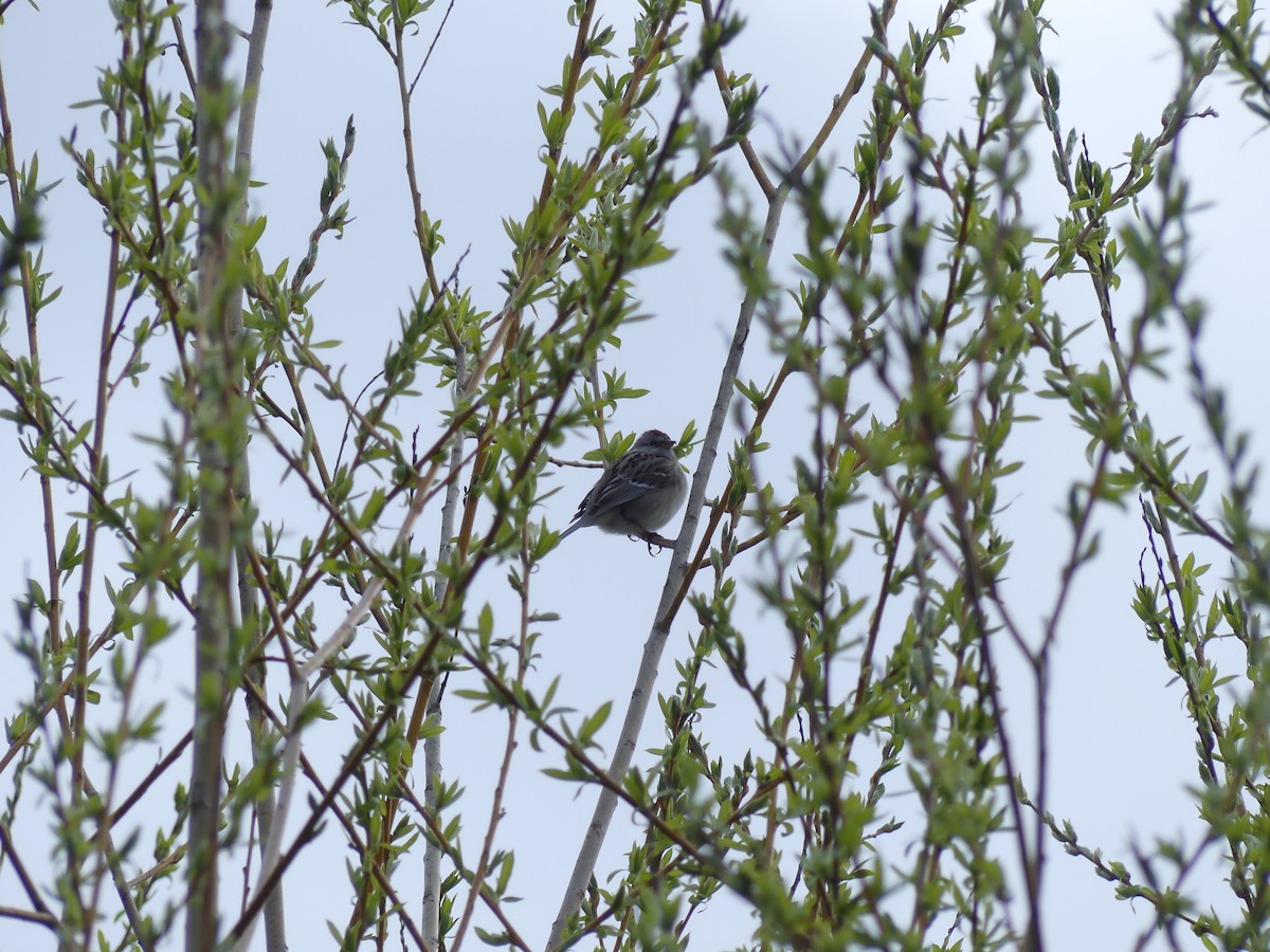 American Tree Sparrow - ML220072141