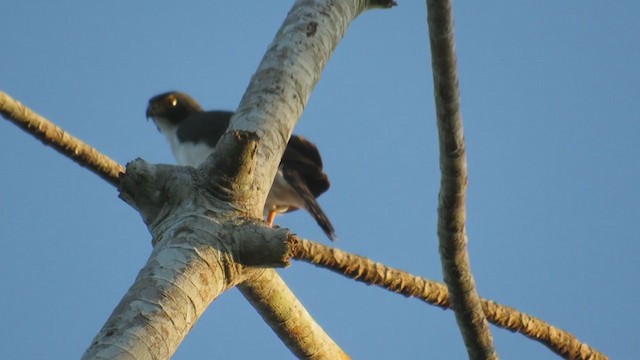 Gray-bellied Hawk - ML220072631