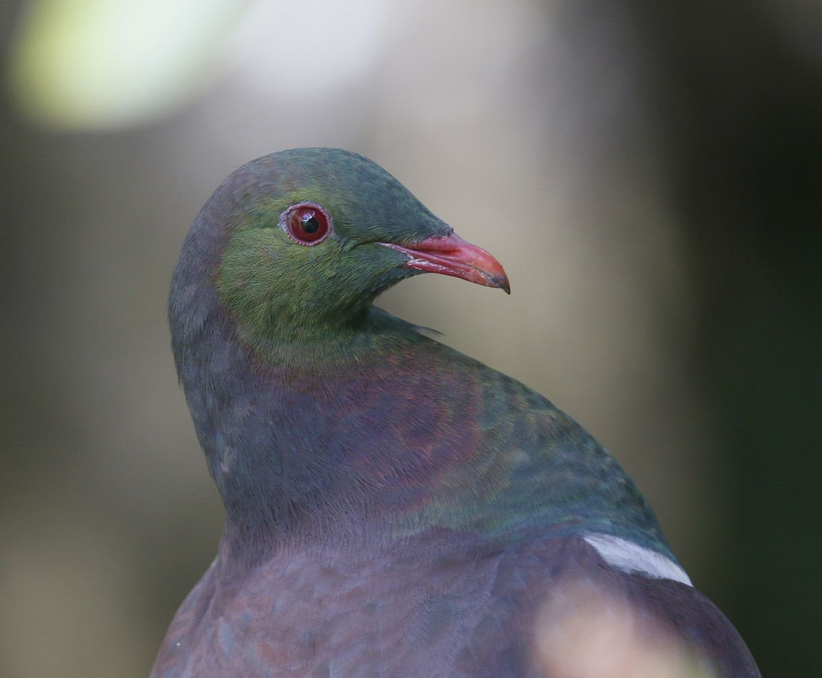 New Zealand Pigeon - ML220073661