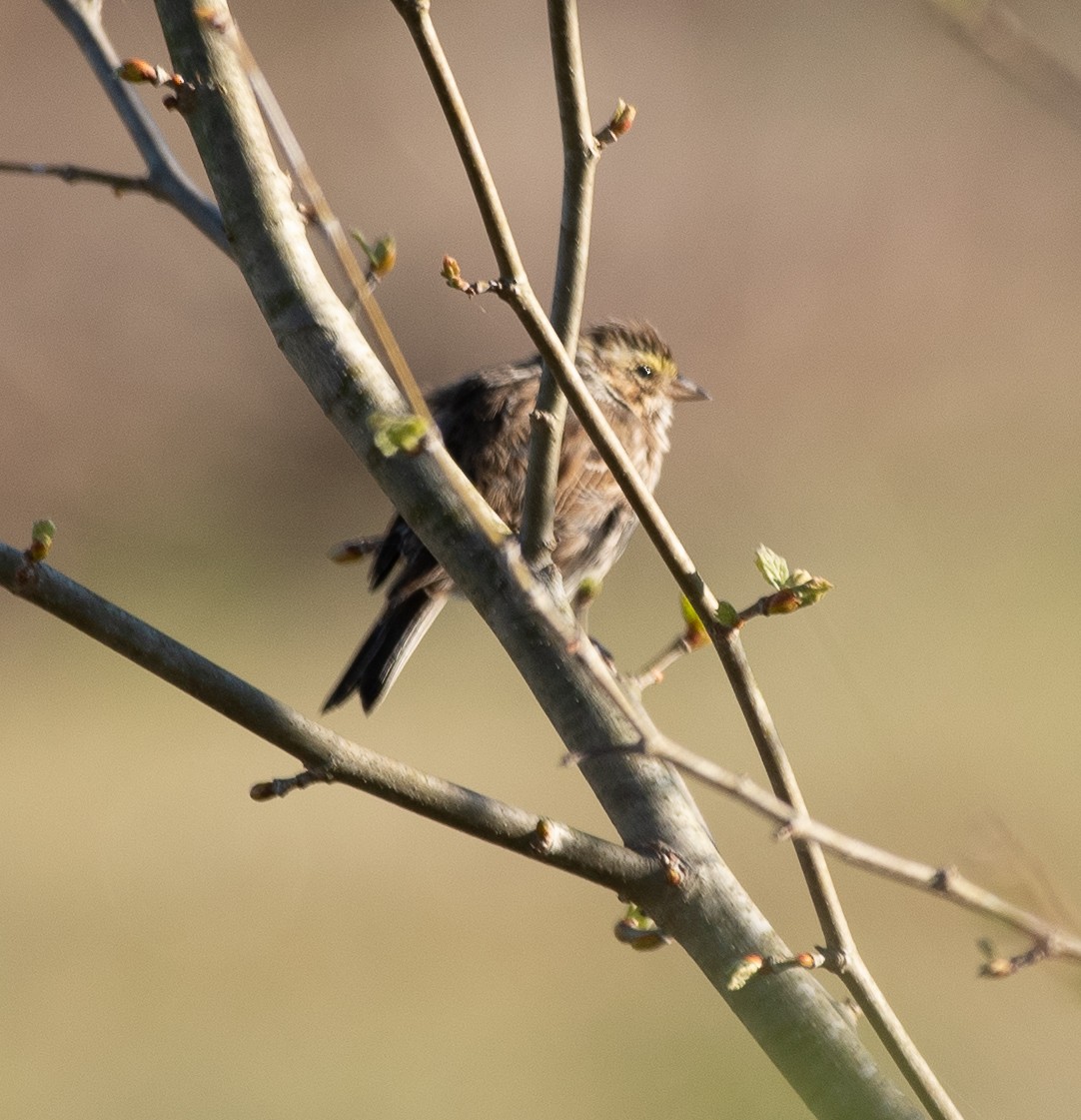 Bruant des prés - ML220074341