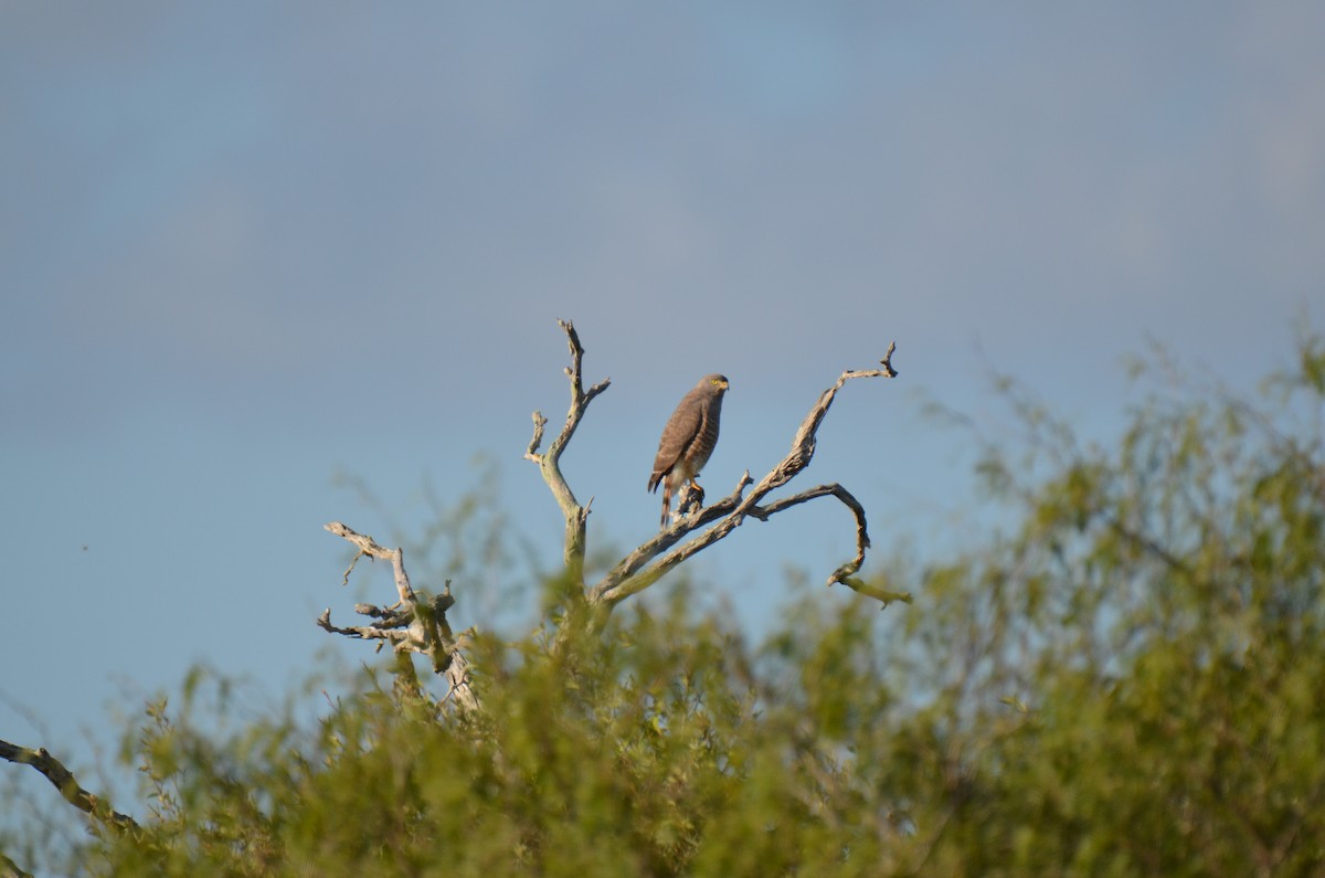 Roadside Hawk (Northern) - ML220074741