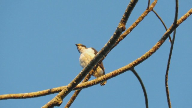 Gray-bellied Hawk - ML220074971