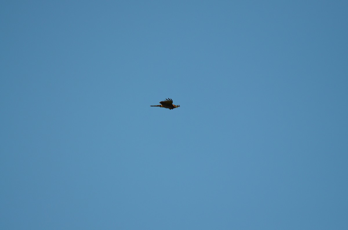 Hook-billed Kite - ML220075051