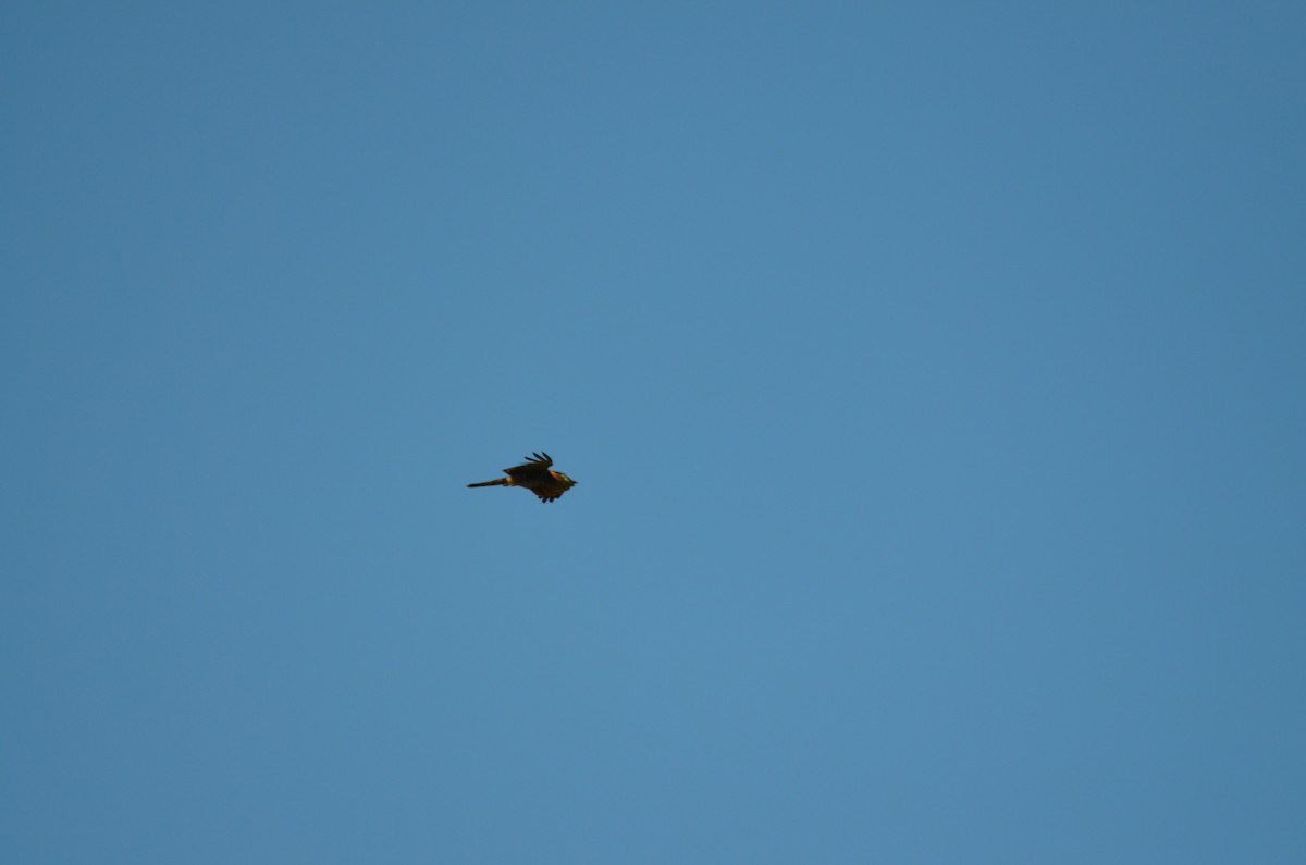 Hook-billed Kite - ML220075061