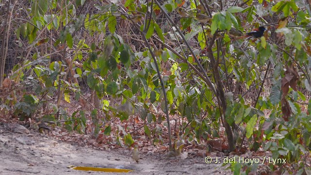 African Paradise-Flycatcher - ML220075811