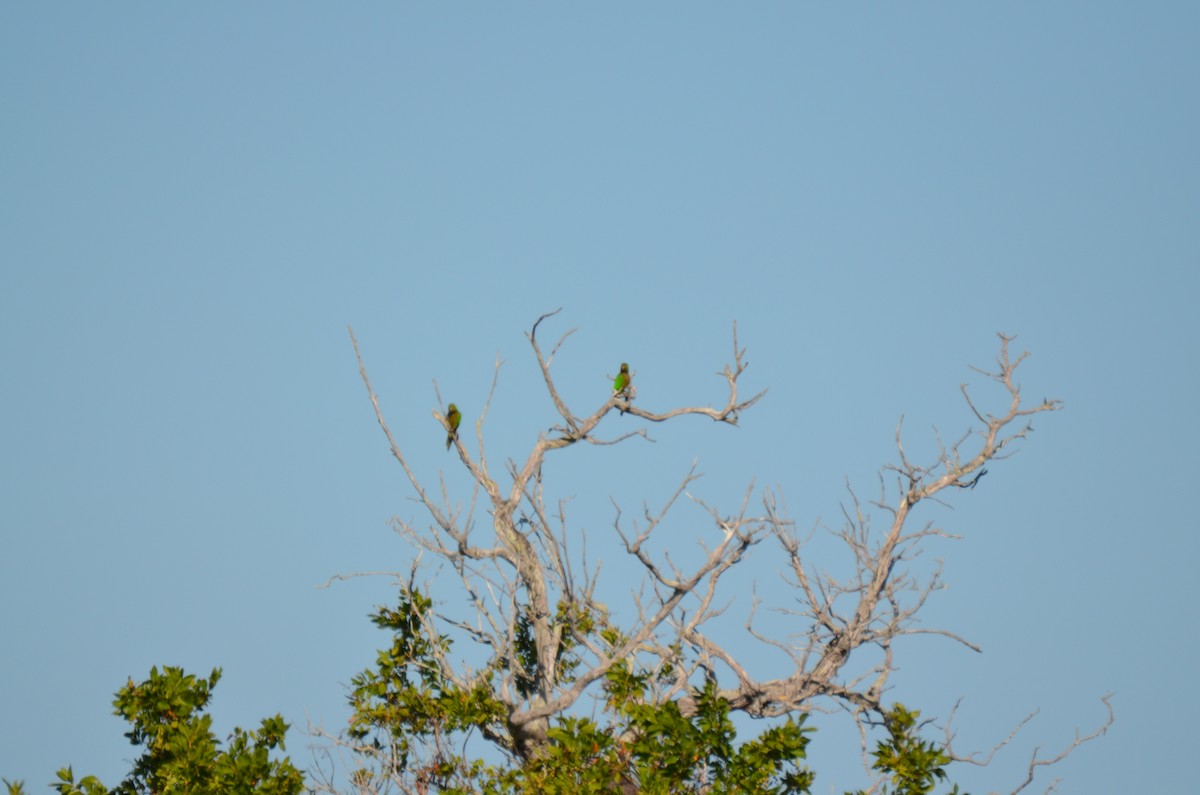 Olive-throated Parakeet (Aztec) - ML220076001