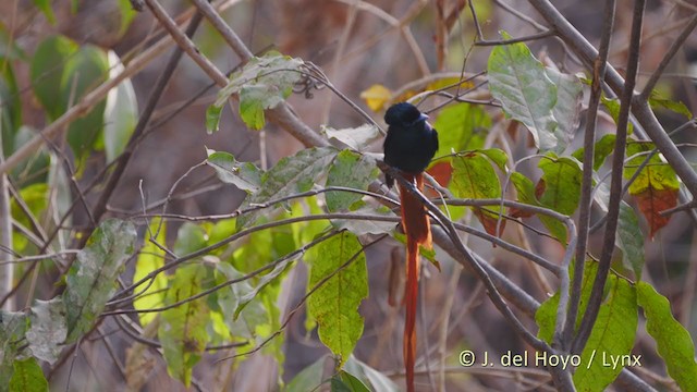 African Paradise-Flycatcher - ML220076081