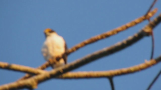 Gray-bellied Hawk - ML220076121