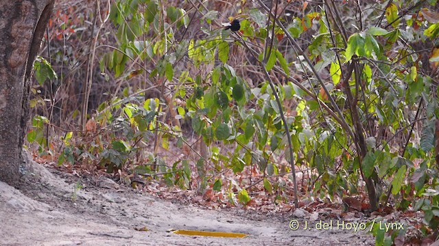 African Paradise-Flycatcher - ML220076231