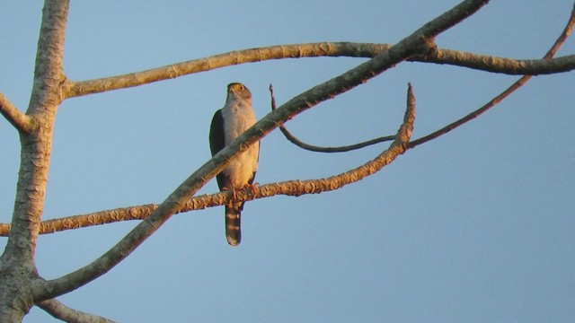 Gray-bellied Hawk - ML220076331