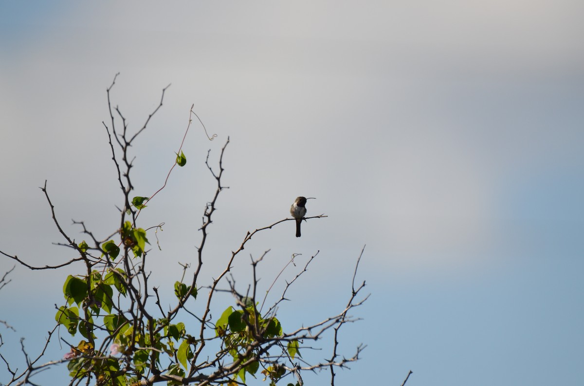 Mexican Sheartail - ML220076581