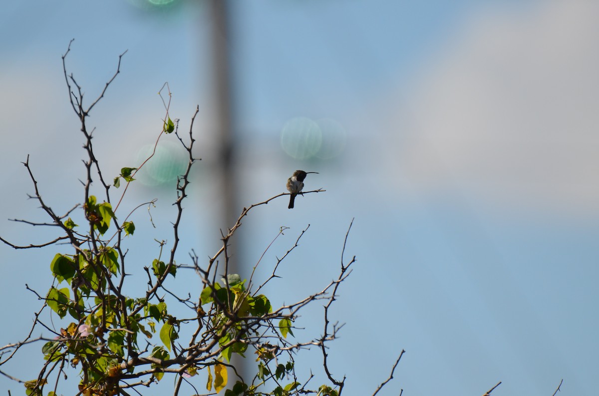 Mexican Sheartail - ML220076661