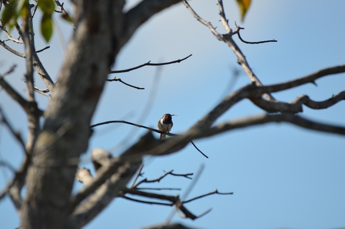 Mexican Sheartail - ML220076681