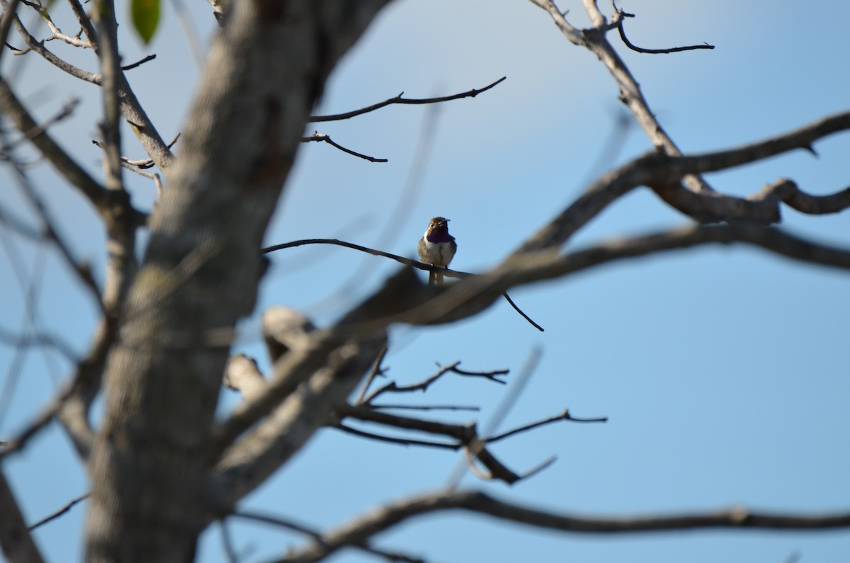 Mexican Sheartail - ML220076711