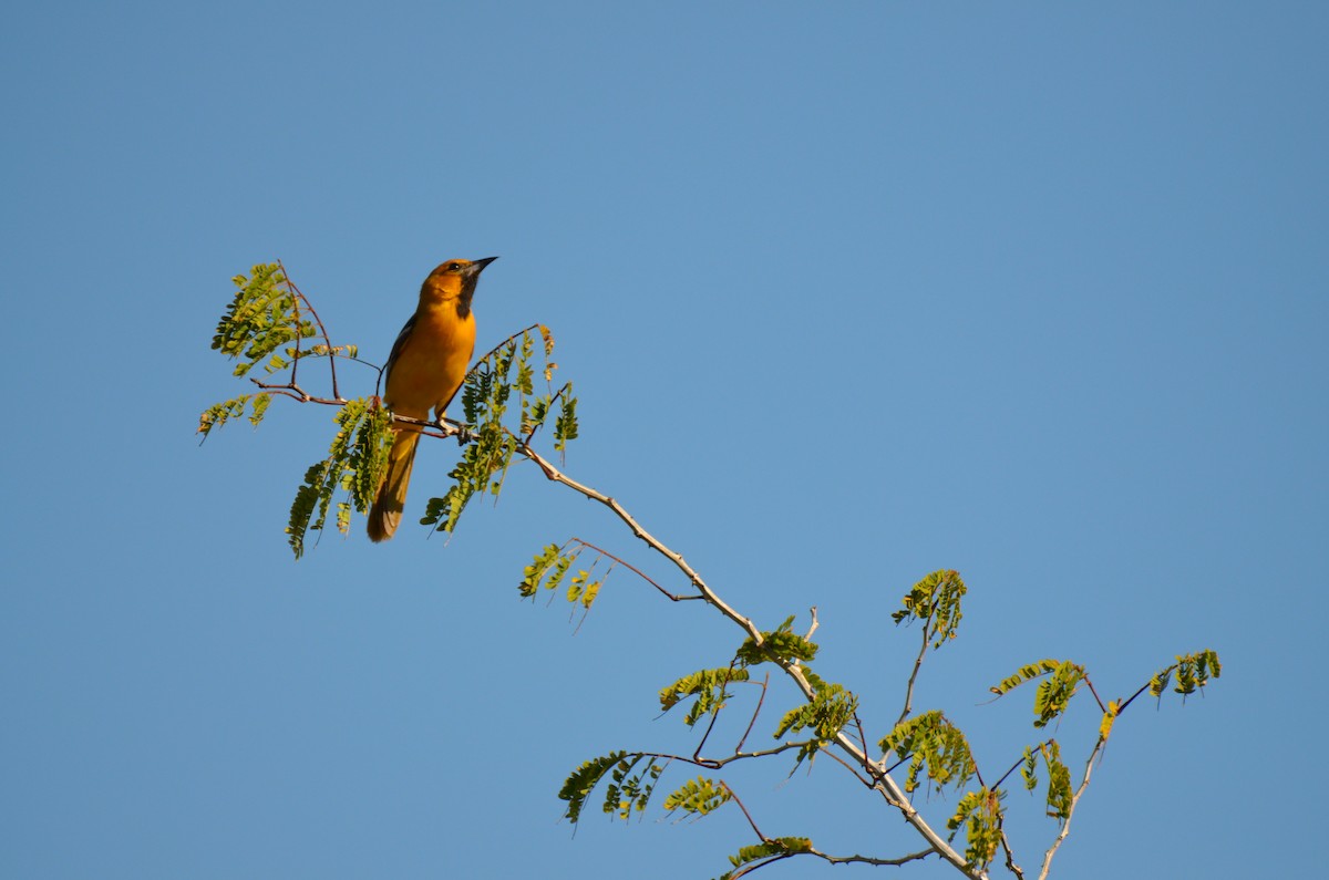 Orange Oriole - ML220077121