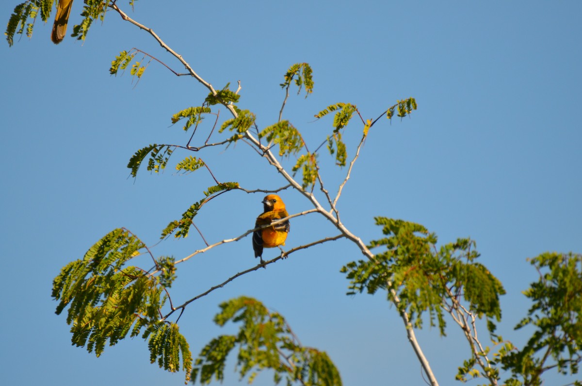 Orange Oriole - ML220077131