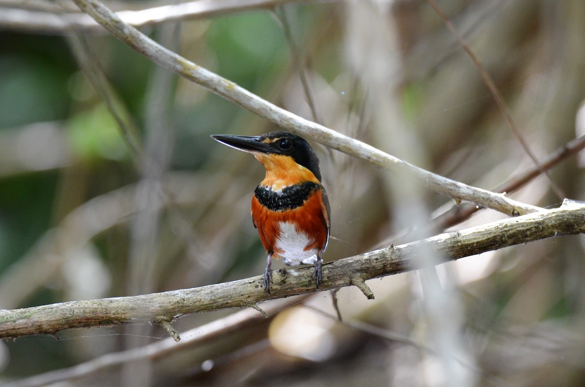 American Pygmy Kingfisher - ML220077521