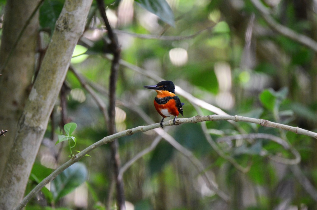 American Pygmy Kingfisher - ML220077531