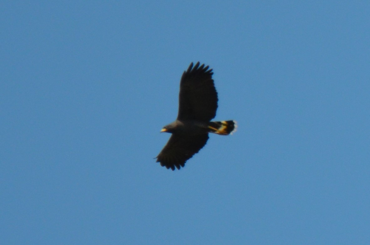 Great Black Hawk (Northern) - ML220077871