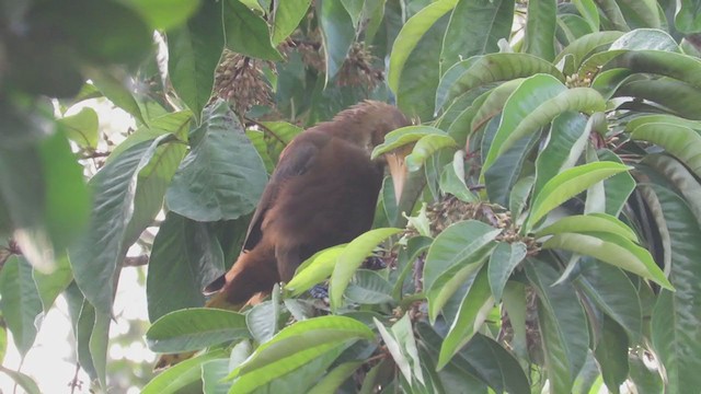 Russet-backed Oropendola - ML220078951
