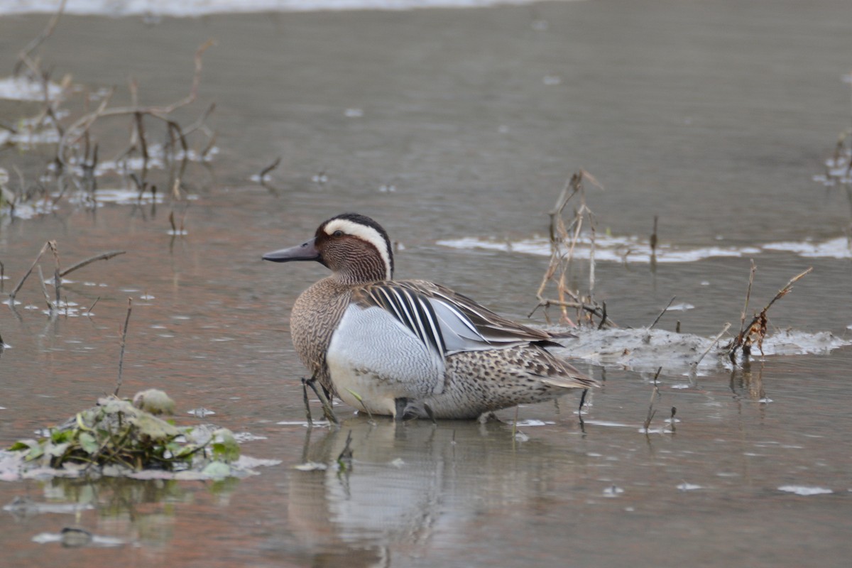 Garganey - Ergün Cengiz
