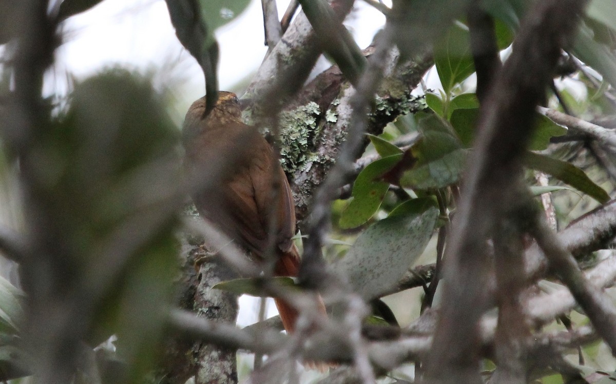 Buff-browed Foliage-gleaner - ML22007991