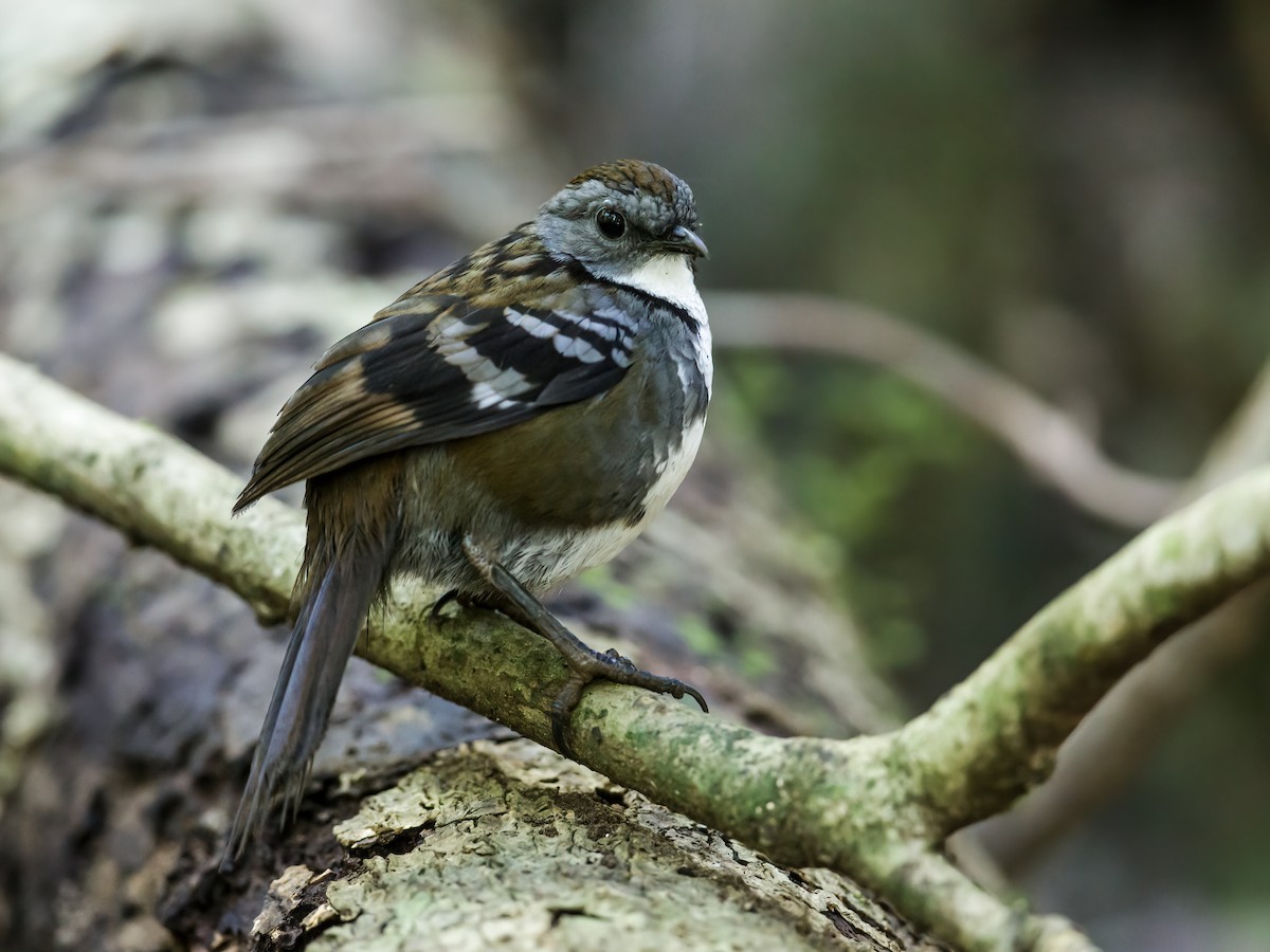 Australian Logrunner - Nick Athanas