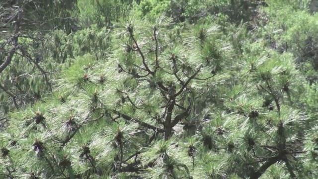 Northern Pygmy-Owl (Mountain) - ML220084091