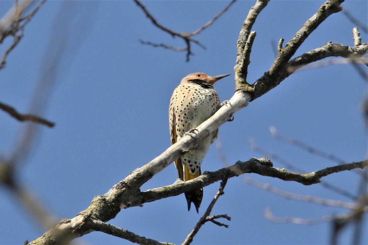 Northern Flicker (Yellow-shafted) - ML220084161