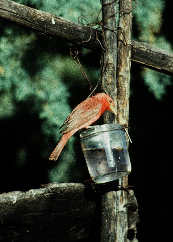 Summer Tanager - ML220084251