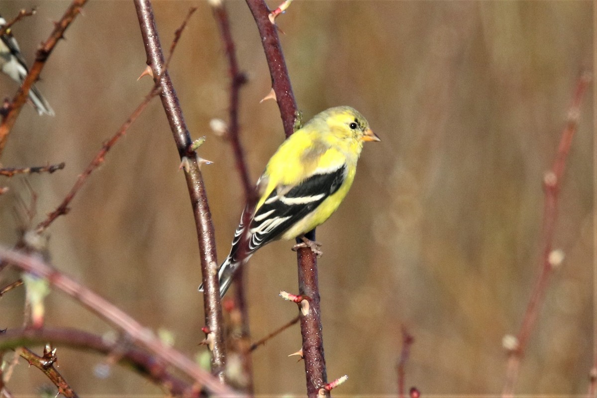 American Goldfinch - John Skene